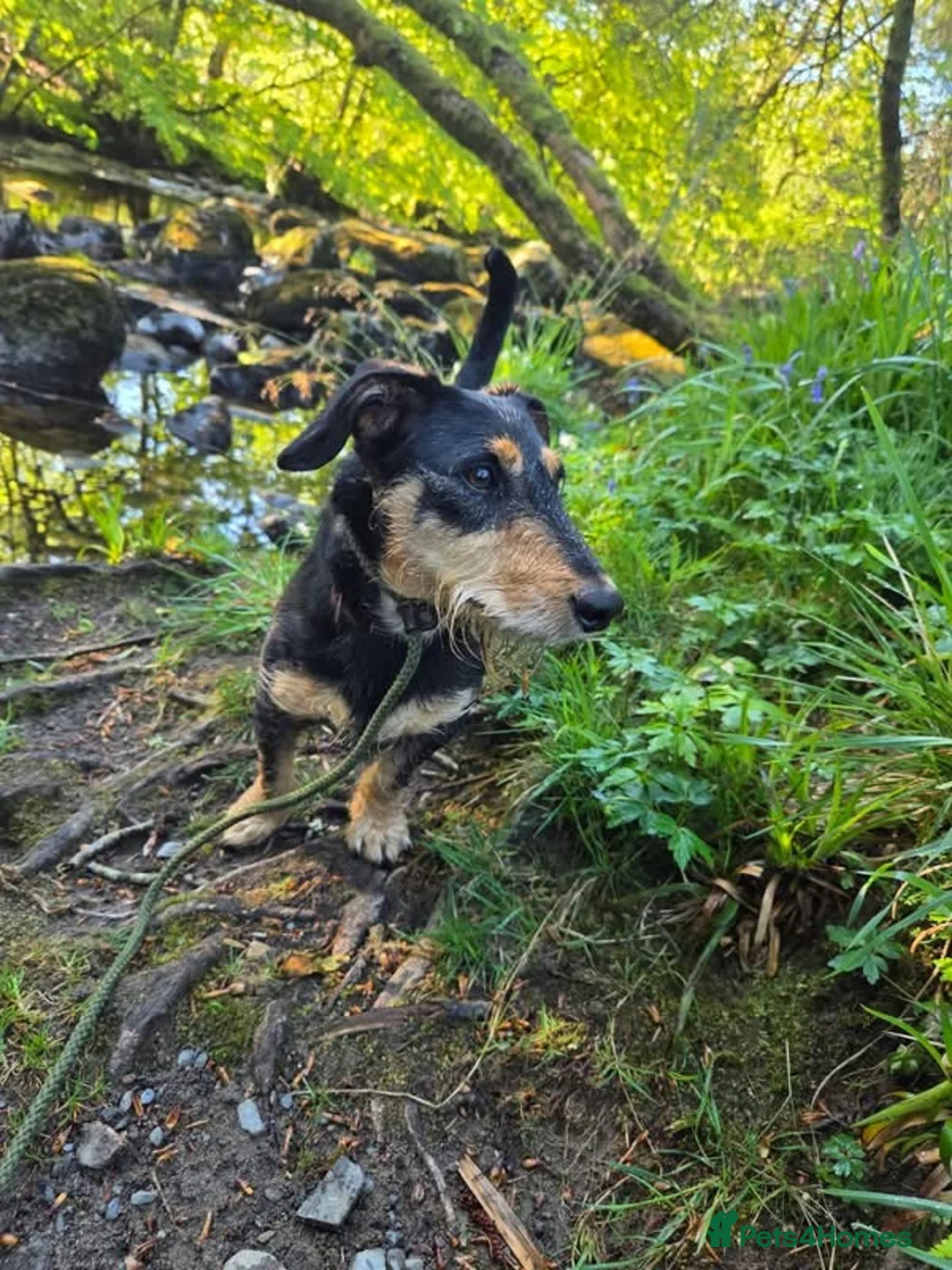 Mixed Breed dogs for sale: Dexter in Barnsley - Advert 3