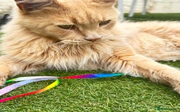 Maine Coon cats for sale: 🐾 Pedigree Cream Maine Coon - Image 3
