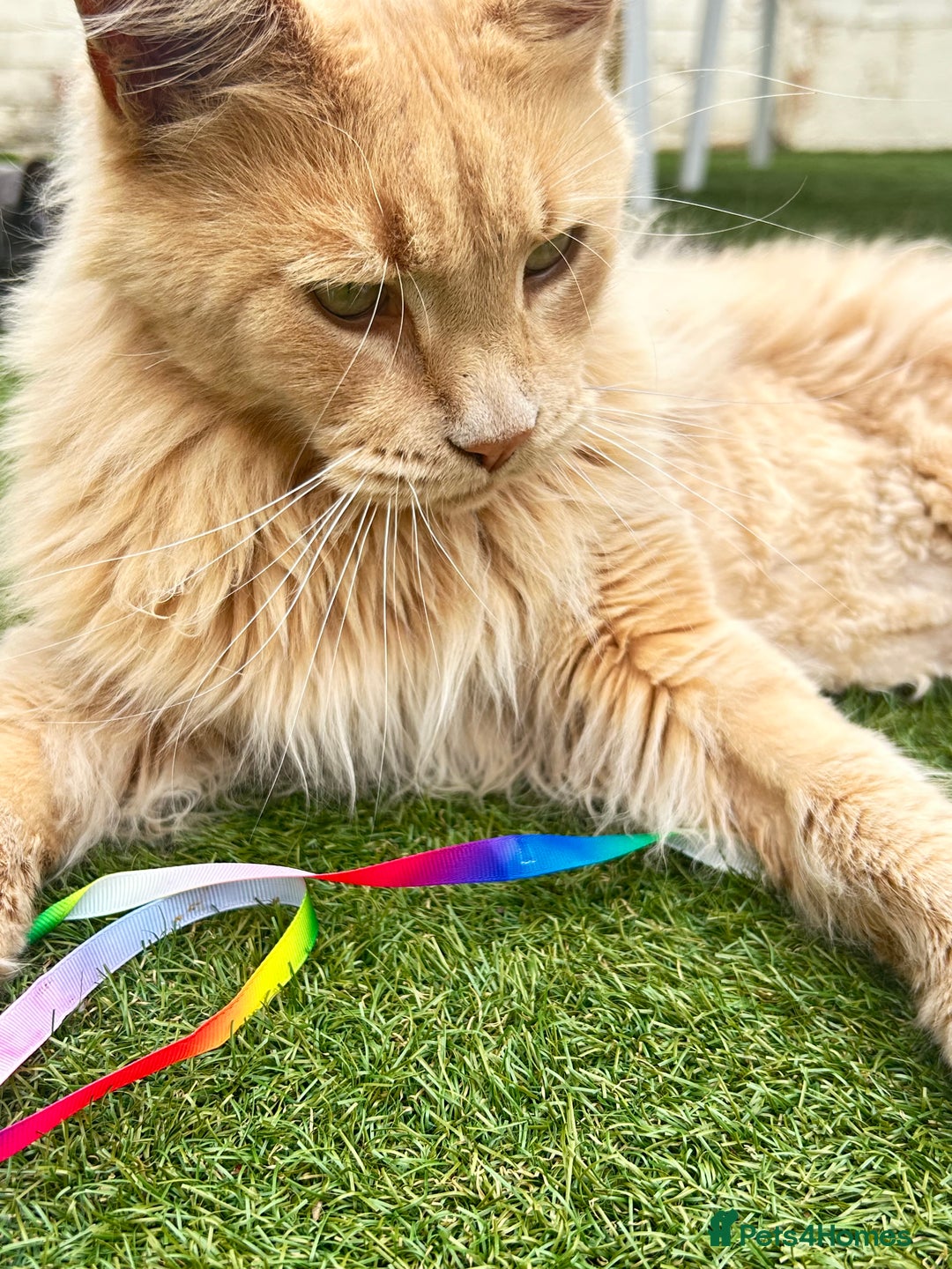 Maine Coon cats for sale: 🐾 Pedigree Cream Maine Coon - Image 3
