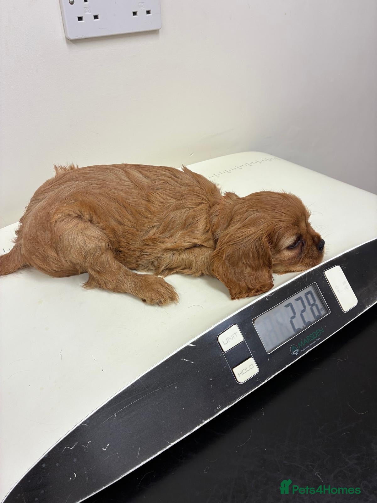 Cavalier King Charles Spaniel dogs KC Cavalier King Charles puppies  - Advert 2