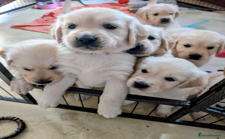 Golden Retriever dogs - Advert 4