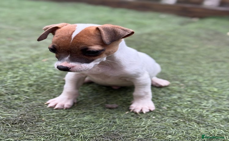 Jack Russell dogs - Advert 10