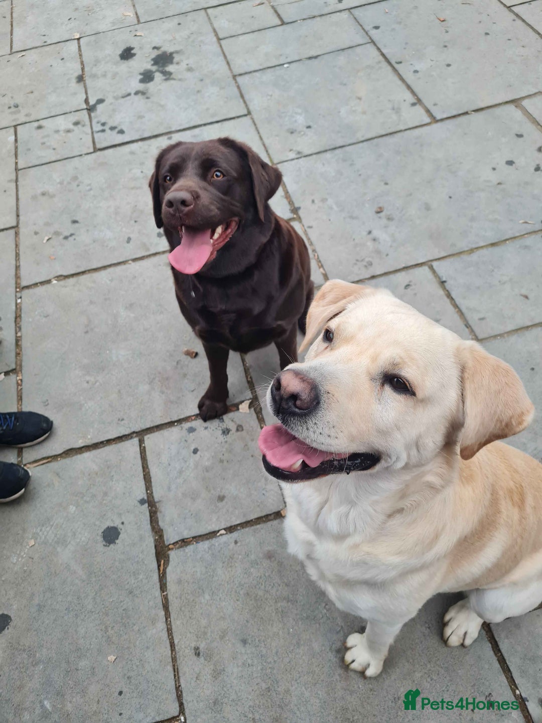 Labrador Retriever dogs for sale: Beautiful Golden and Black Labs - Advert 9