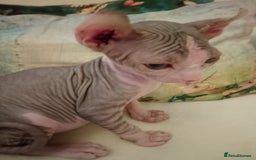 Sphynx cats for sale: Beautiful Sphinx available  - Image 1