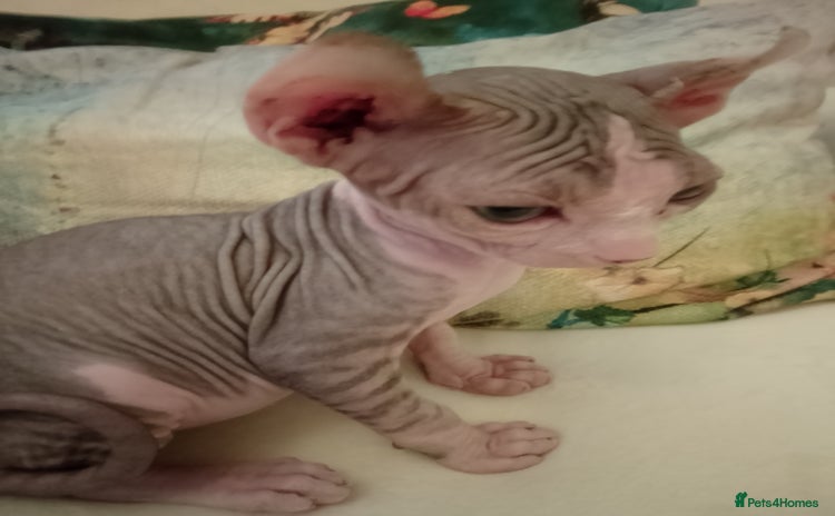 Sphynx cats - Advert 3