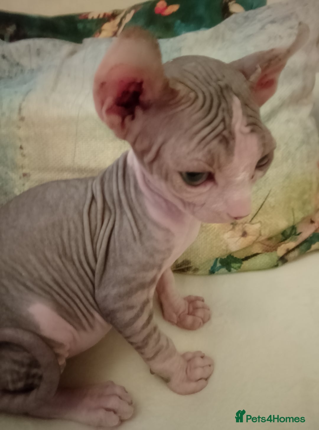 Sphynx cats for sale: Beautiful Sphinx available  - Image 1
