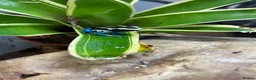 Frog reptiles for sale: Various Amphibians At Urban Exotics - Advert 14