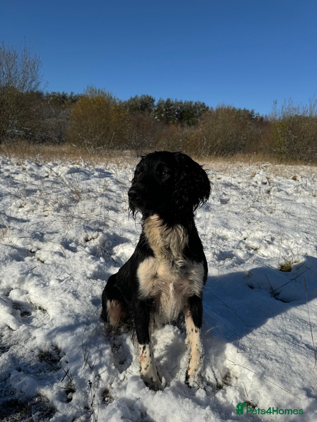 English Springer Spaniel dogs for stud: KCRegistered Working English Springer Spaniel Stud - Advert 4