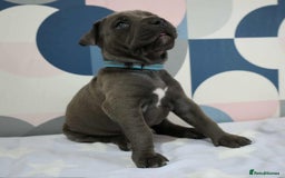 Mixed Breed dogs for sale: staffordshire Bull terrier puppy  - Image 6