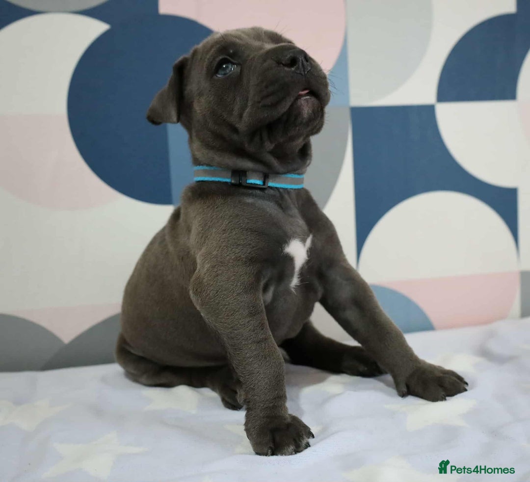 Mixed Breed dogs for sale: staffordshire Bull terrier puppy  - Image 6