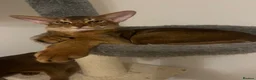Abyssinian cats for sale: Adorable Abyssinian kittens - Advert 15