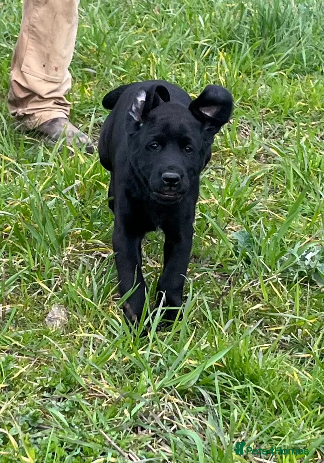 Labrador Retriever dogs for sale: Beautiful Labrador pups  - Advert 1