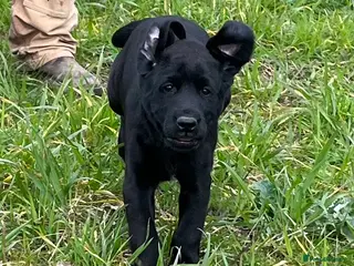 Labrador Retriever dogs Beautiful Labrador pups - Advert 1