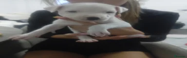 Staffordshire Bull Terrier 2