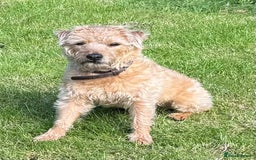 Mixed Breed dogs for sale: Lakeland/Border Terrier for sale - Image 2