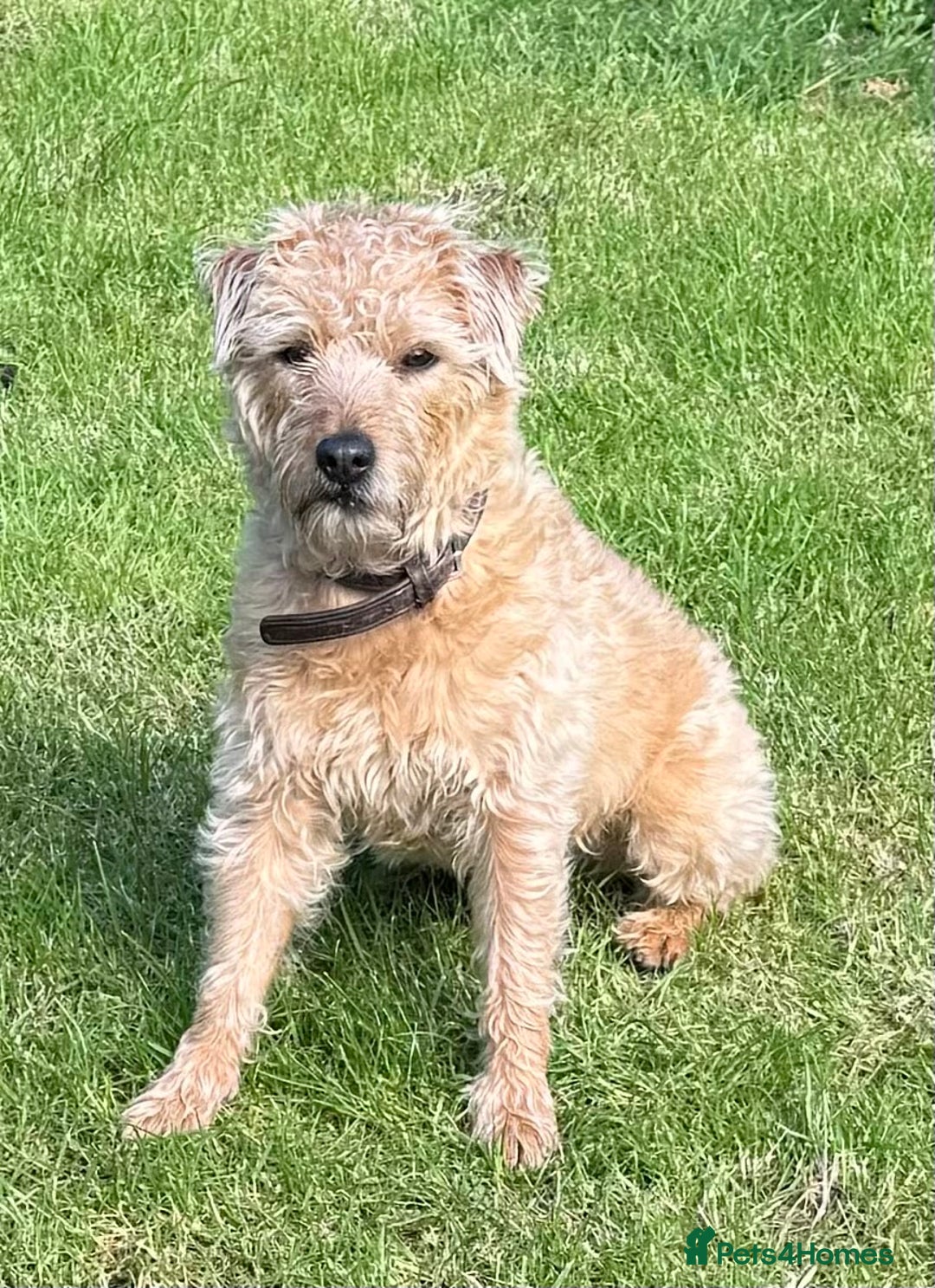 Mixed Breed dogs for sale: Lakeland/Border Terrier for sale - Image 2