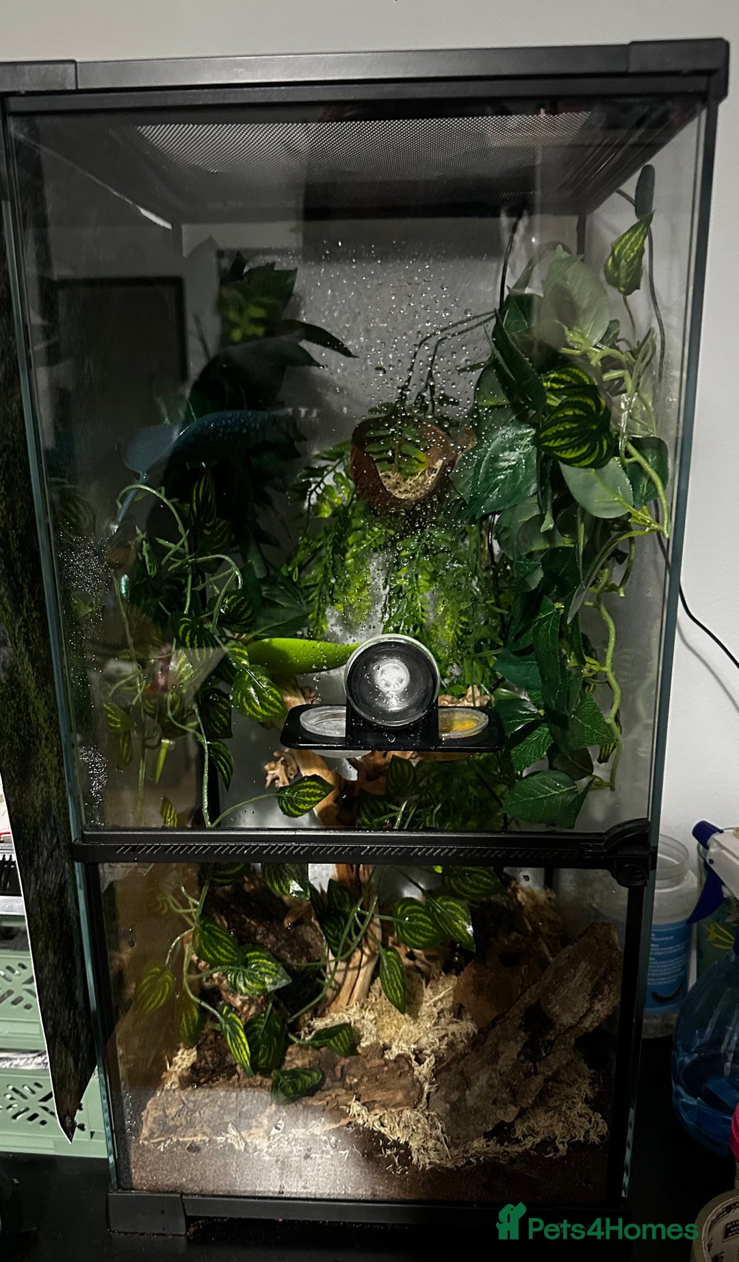Gecko reptiles for sale: Crested gecko- includes setup - Advert 8