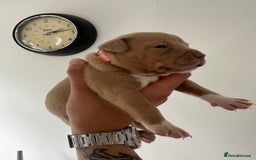 Staffordshire Bull Terrier dogs for sale: Gorgeous Staffy puppy  - Image 4