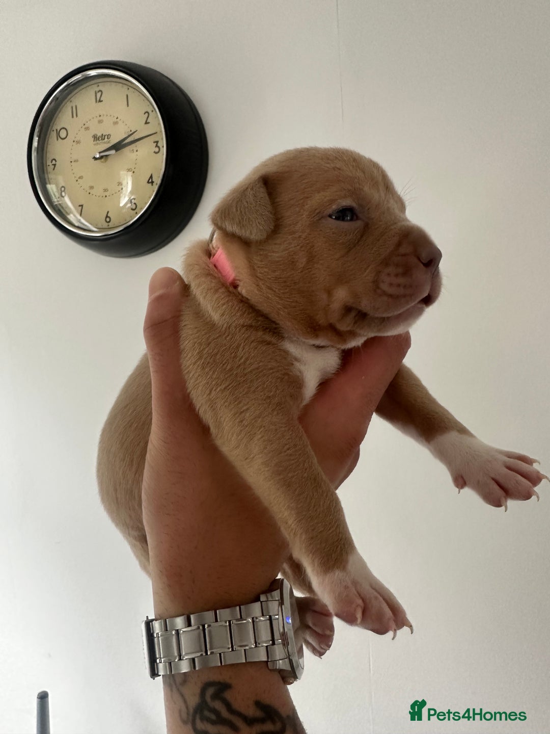 Staffordshire Bull Terrier dogs for sale: Gorgeous Staffy puppy  - Image 4