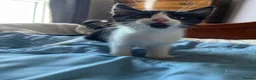 Mixed Breed cats for sale: Beautiful Kittens Seeking Loving Forever Homes  - Advert 25