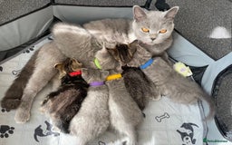 British Shorthair cats for sale: Beautiful kittens❤️ - Image 20