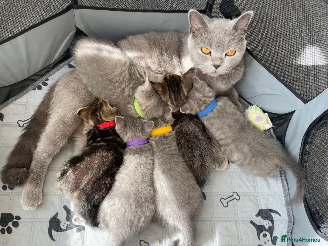 British Shorthair cats for sale: Beautiful kittens❤️ - Image 20