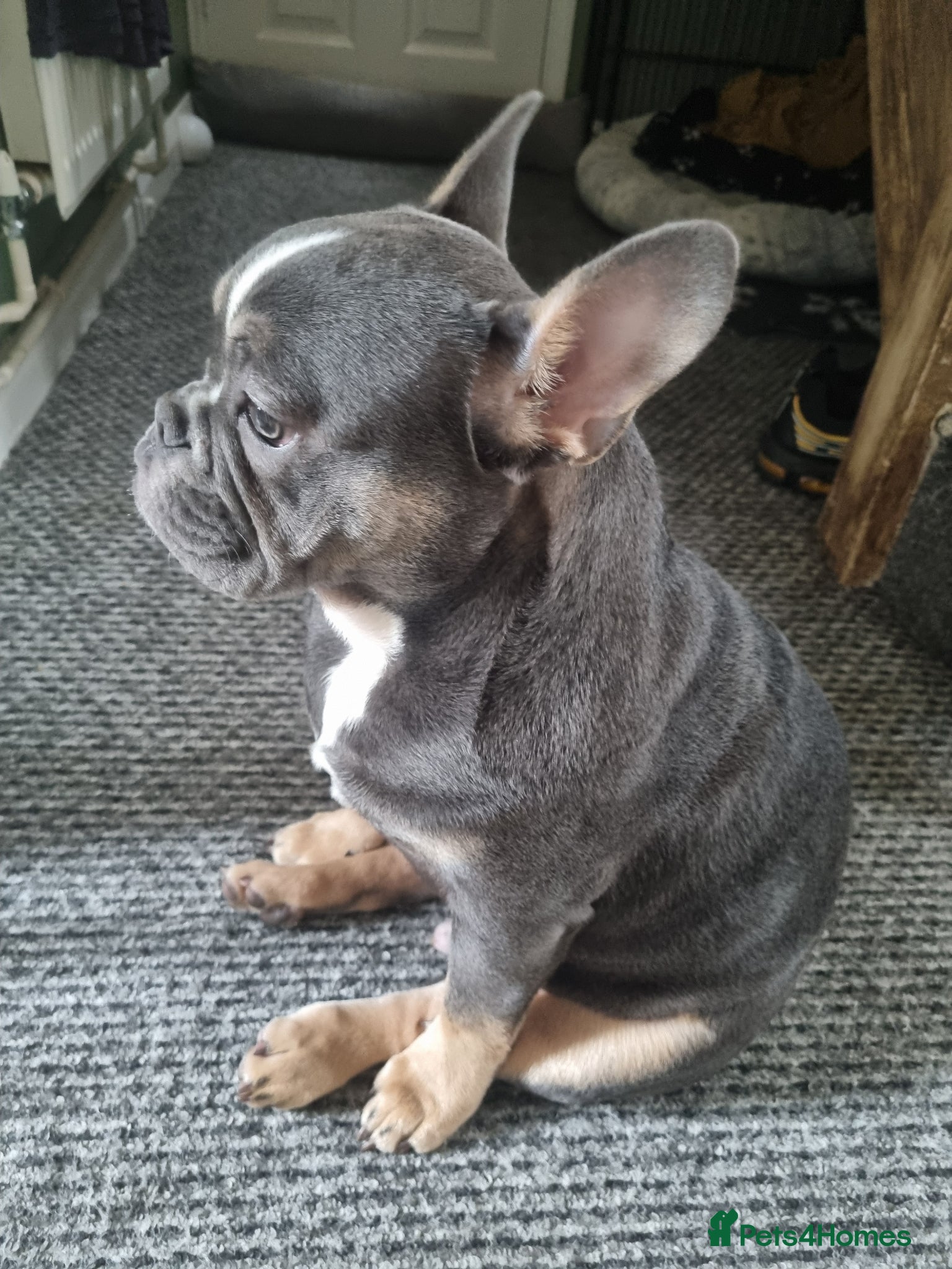 Mixed Breed dogs for sale: French/english bulldog puppy  - Advert 6