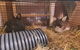 Netherland Dwarf rabbits for sale: Adorable, sweet, purebred Netherland dwarf girls - Image 6