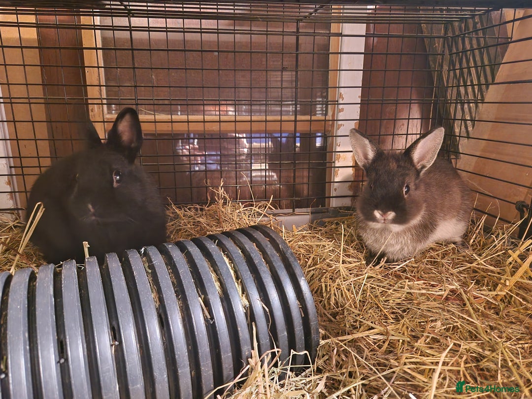 Netherland Dwarf rabbits for sale: Adorable, sweet, purebred Netherland dwarf girls - Image 6