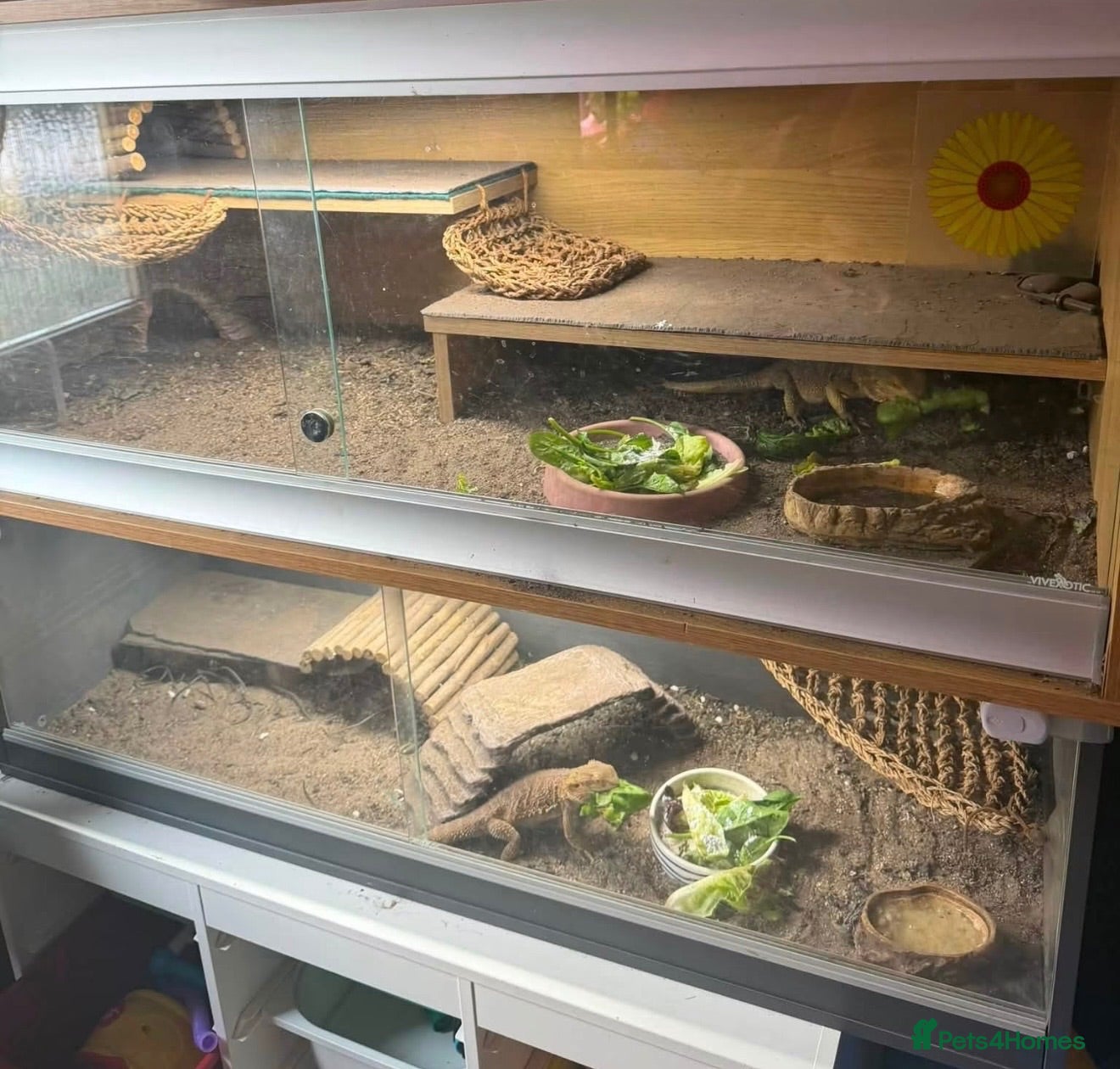 Bearded Dragon reptiles Leoni & Lenard the bearded dragons  - Advert 1