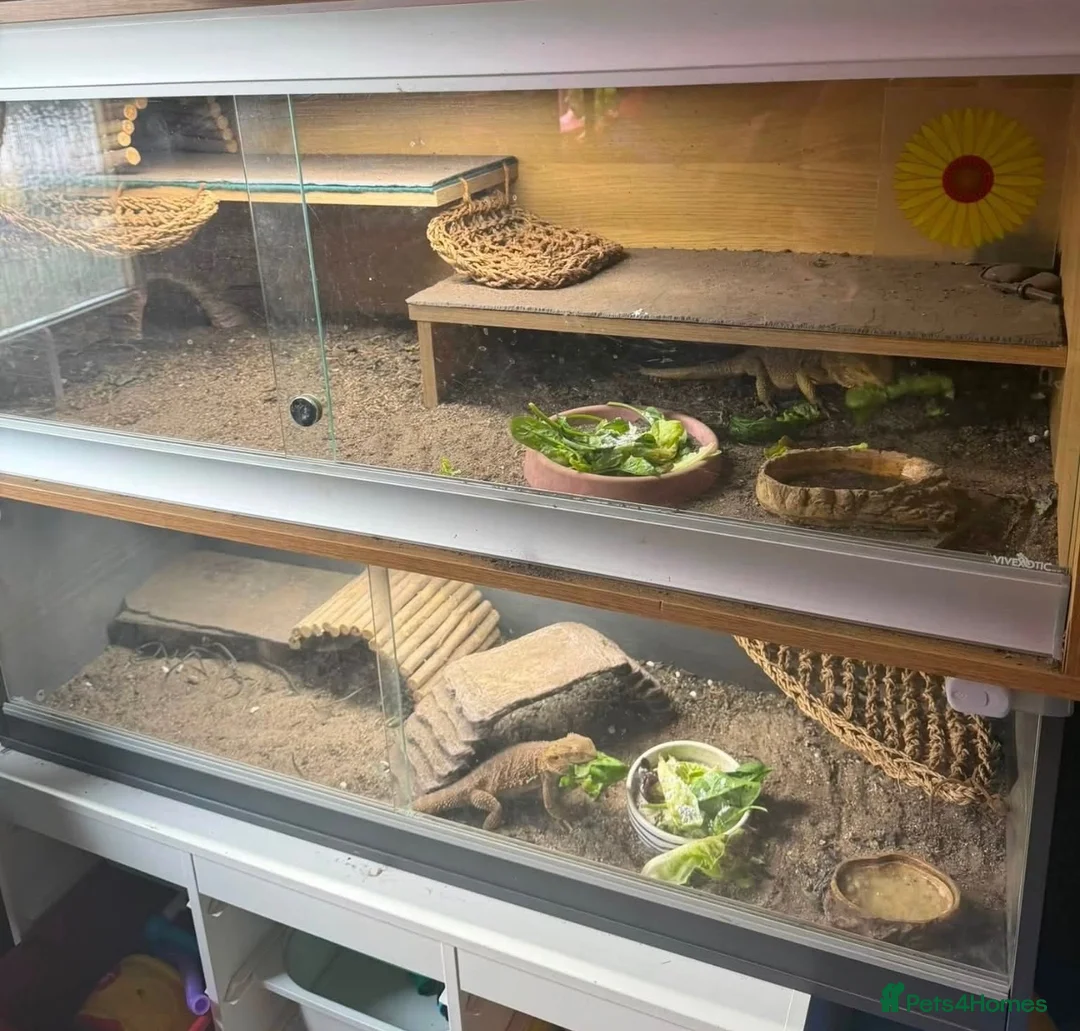 Bearded Dragon reptiles for sale: Leoni & Lenard the bearded dragons  - Advert 1