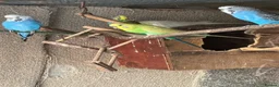 Cockatiels birds for sale: Cockateils  in Leicester - Advert 14