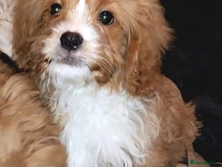 Cavapoo dogs Miniature Cavapoo Puppies – Home Reared !!! - Advert 6