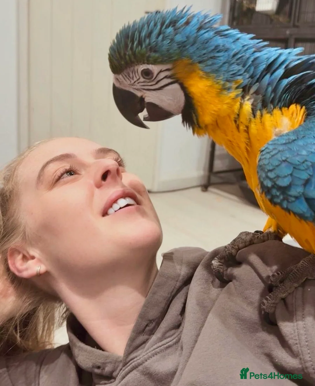 Macaws birds for sale: Baby Hand reared & Hand tamed Blue&Gold Macaw - Advert 4