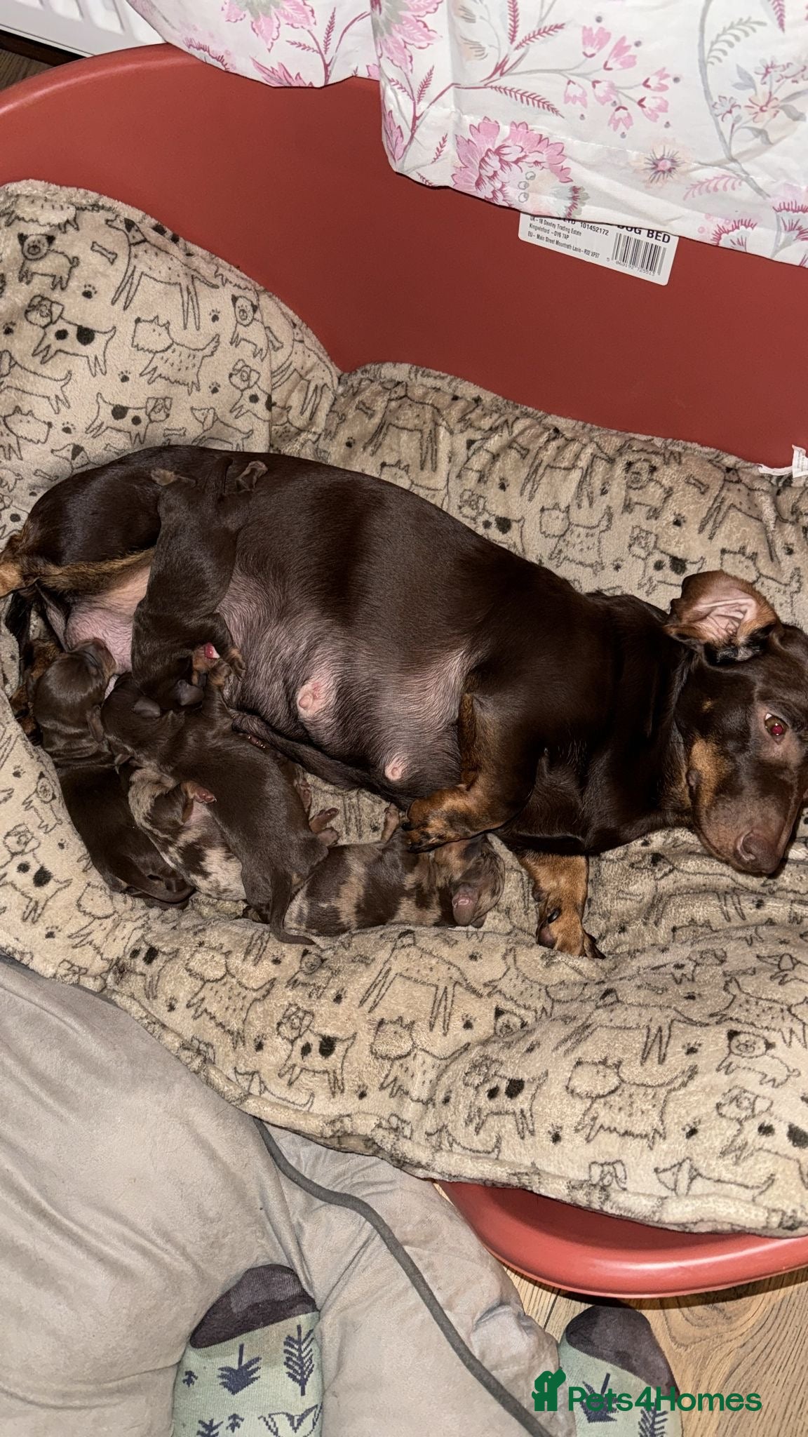 Dachshund dogs Our puppy it’s your best friend forever  - Advert 2