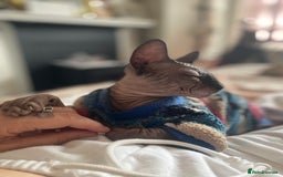 Sphynx cats for sale: Male sphynx kitten looking for forever slave - Advert 2