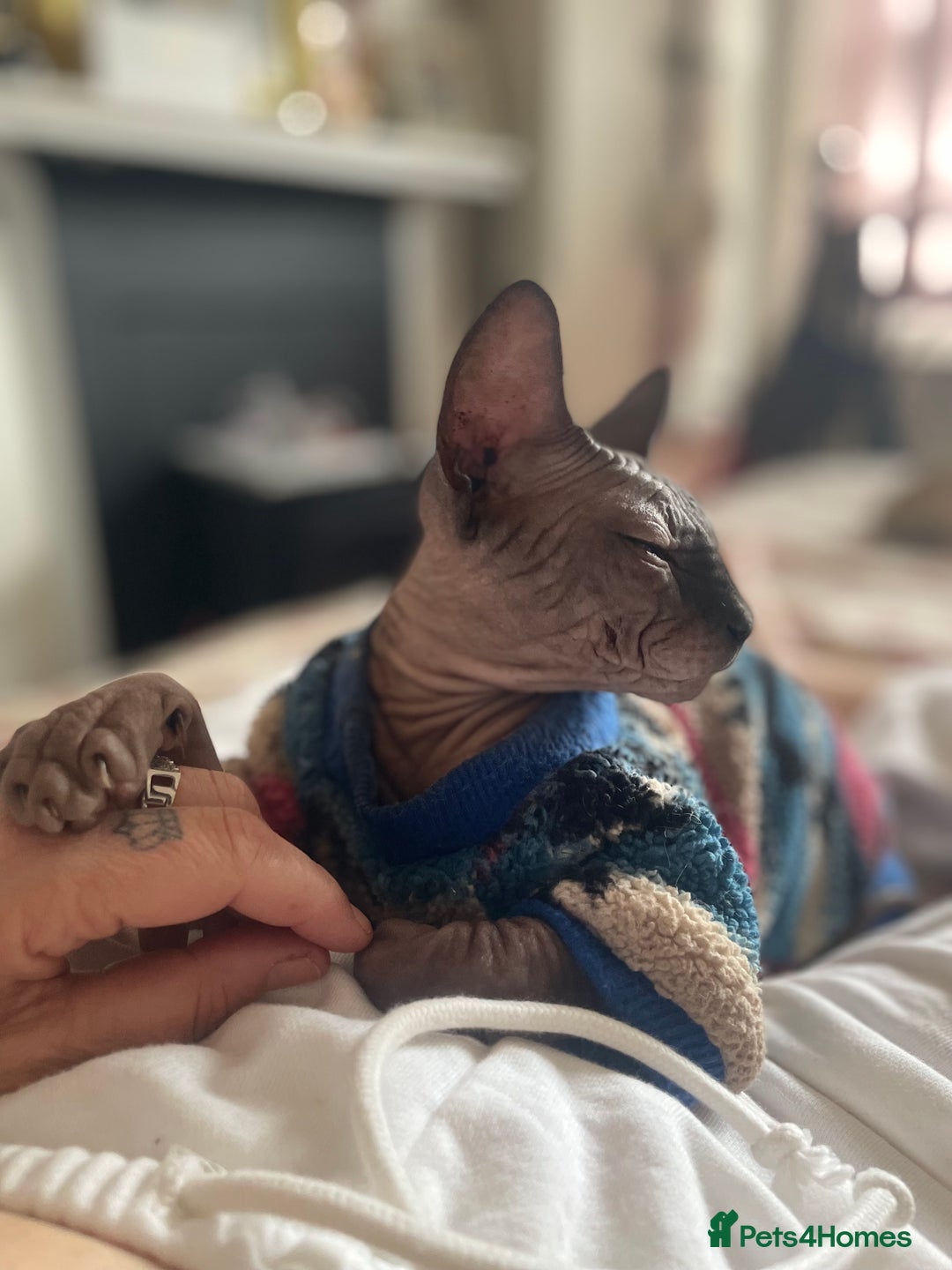 Sphynx cats for sale: Male sphynx kitten looking for forever slave - Advert 2