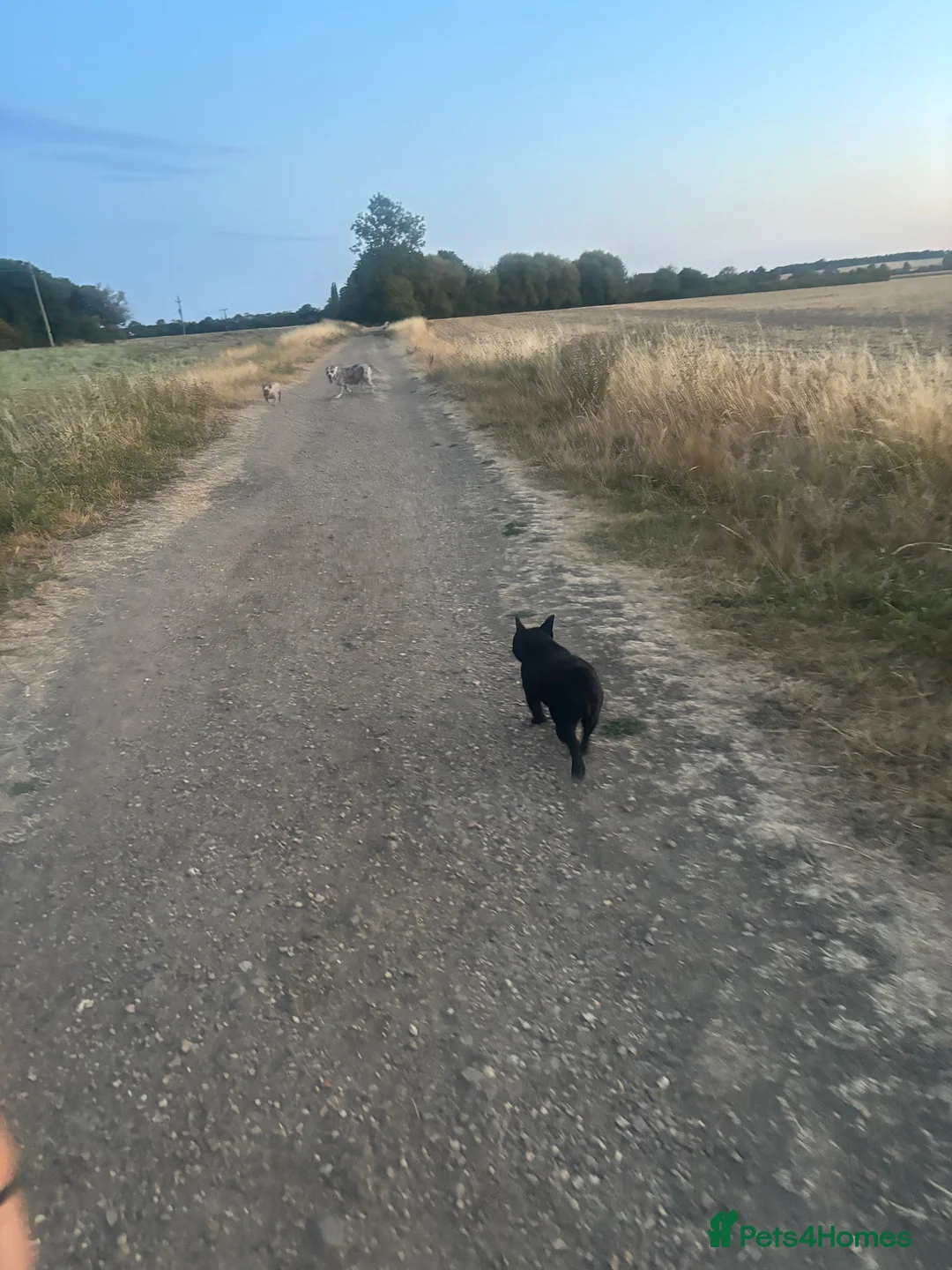 French Bulldog dogs for sale: Looking for her forever home  - Advert 6