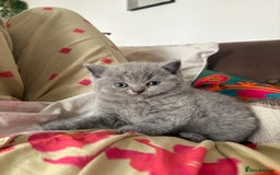 British Shorthair cats for sale: GCCF champion bloodline BSH blue kittens.  - Image 9