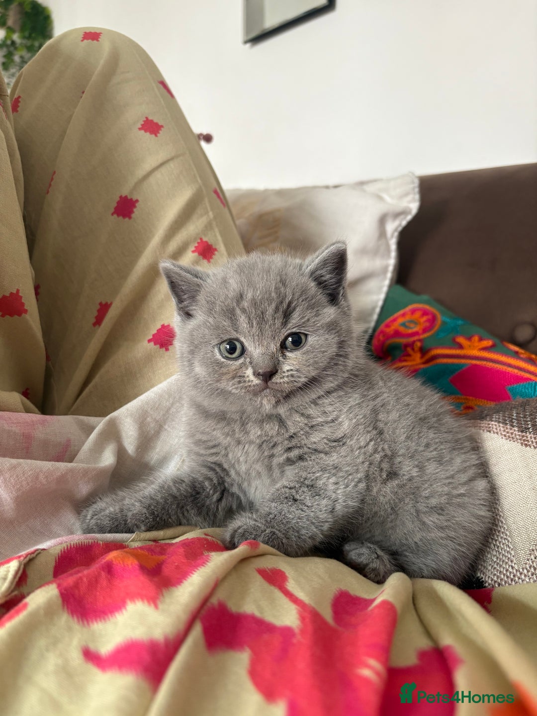 British Shorthair cats for sale: GCCF champion bloodline BSH blue kittens.  - Image 9