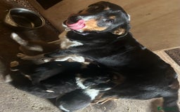 Border Collie dogs for sale: Welsh Red/Tri Coloured Collie Pups For Sale - Image 15