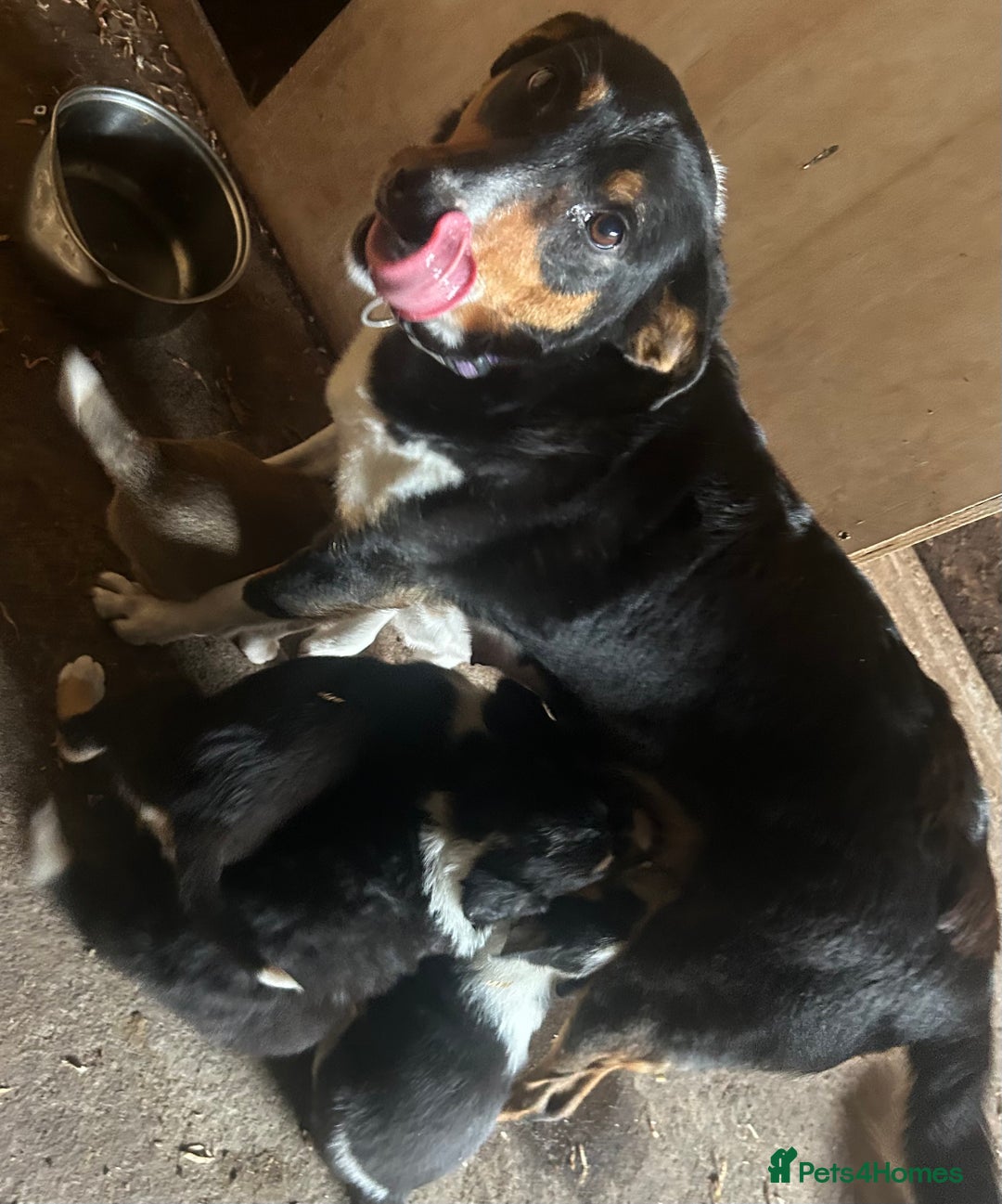 Border Collie dogs for sale: Welsh Red/Tri Coloured Collie Pups For Sale - Image 15