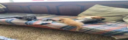 Mixed Breed cats for sale: Ready for New Adventures 🏠  - Advert 12