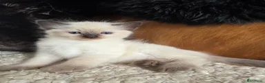 Ragdoll 5