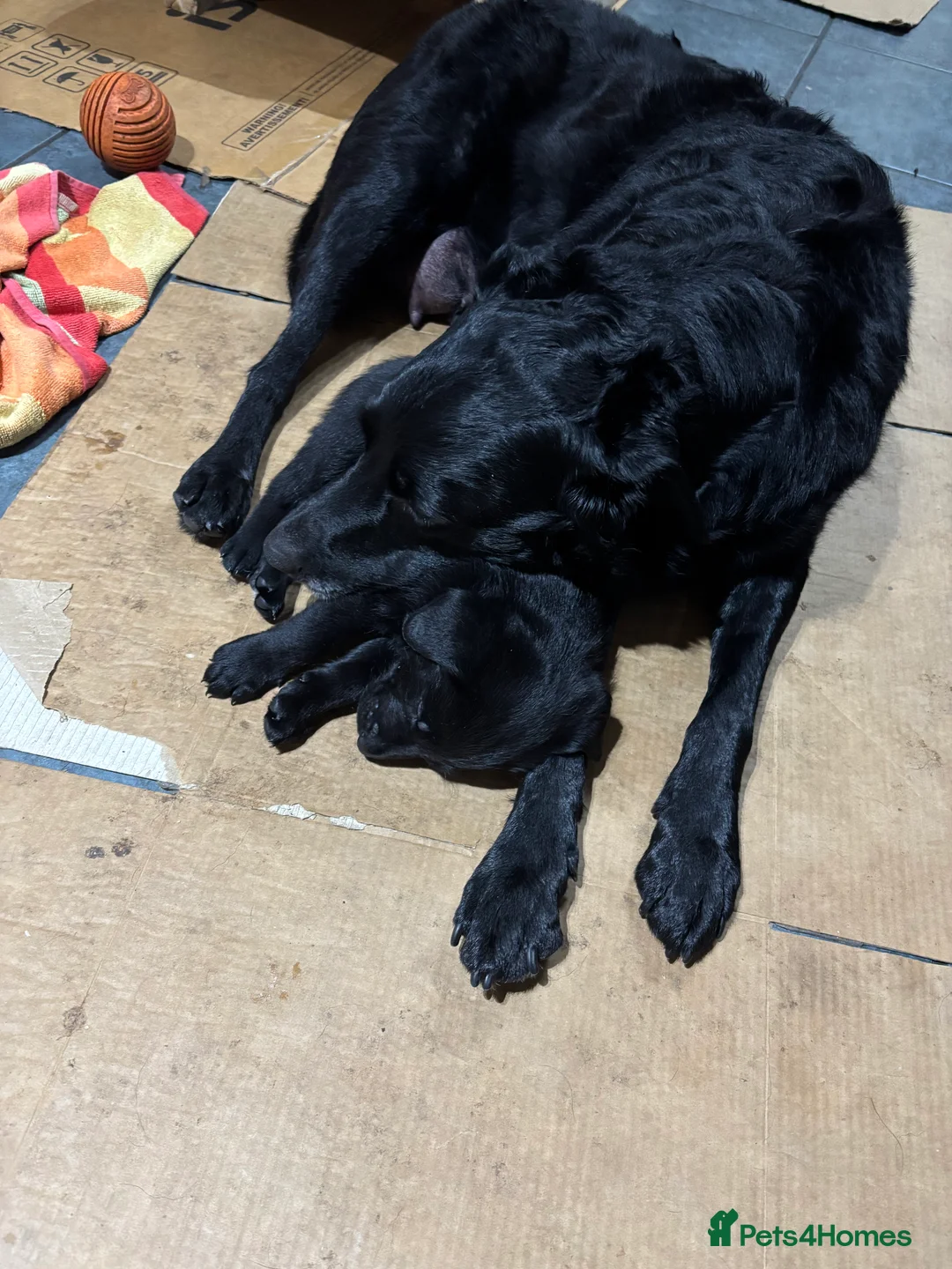 Labrador Retriever dogs for sale: 3 Labrador puppies - Advert 8