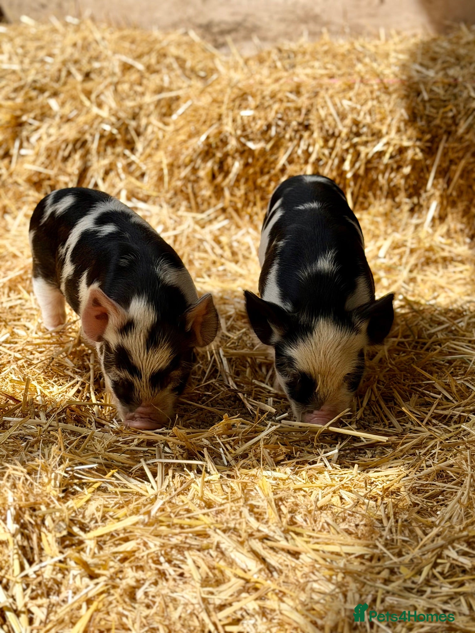 Pig livestock kunekune Piglets  - Advert 1
