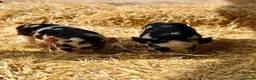 Pig livestock for sale: kunekune Piglets  - Advert 1