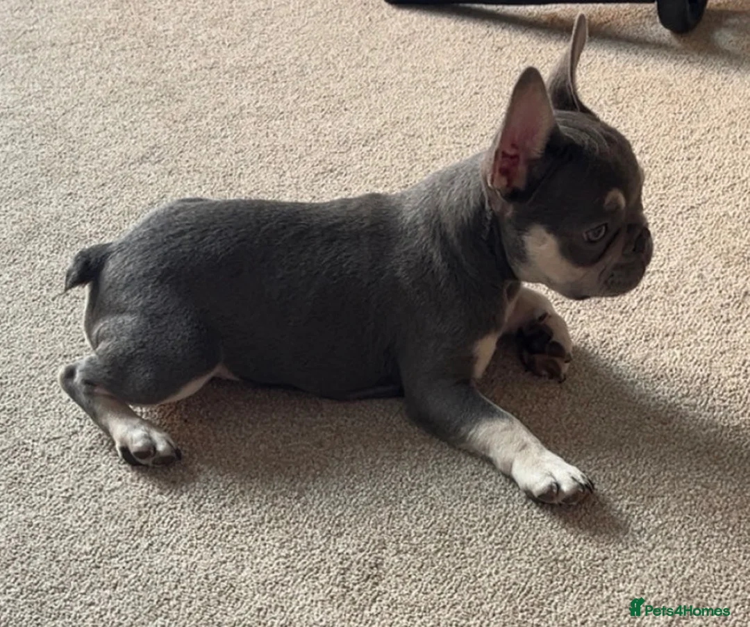 French Bulldog dogs for sale: Male and female 9 month old small French bulldogs  in Faversham - Advert 1