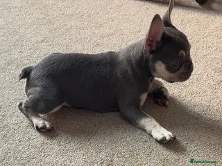 French Bulldog dogs Male and female 9 month old small French bulldogs in Faversham - Advert 3