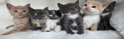 British Shorthair cats for sale: MIXED British Shorthair - Advert 9